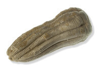 F 01397
<br/>
<br/>
<em></em>